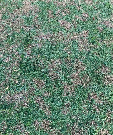 Dollar spot lesions in turf, controlled by Envixa Duo at 2 to 3 L/ha