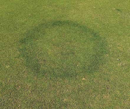 Dark green fairy ring on a golf green, one of six turf diseases on the Envixa Duo label